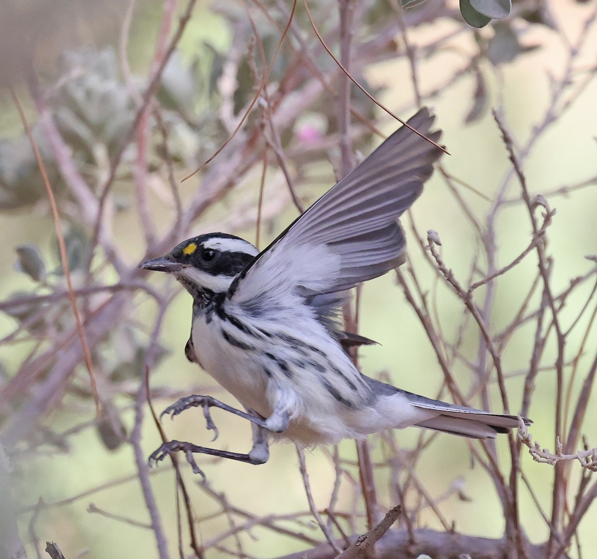 Black-throated Gray Warbler - ML640941098
