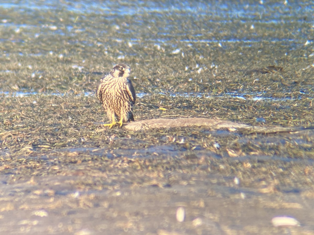 Peregrine Falcon - ML640941108