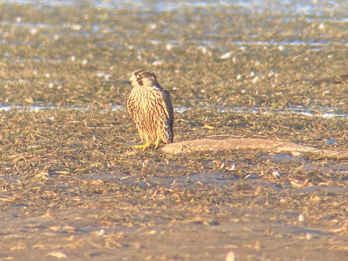Peregrine Falcon - ML640941109
