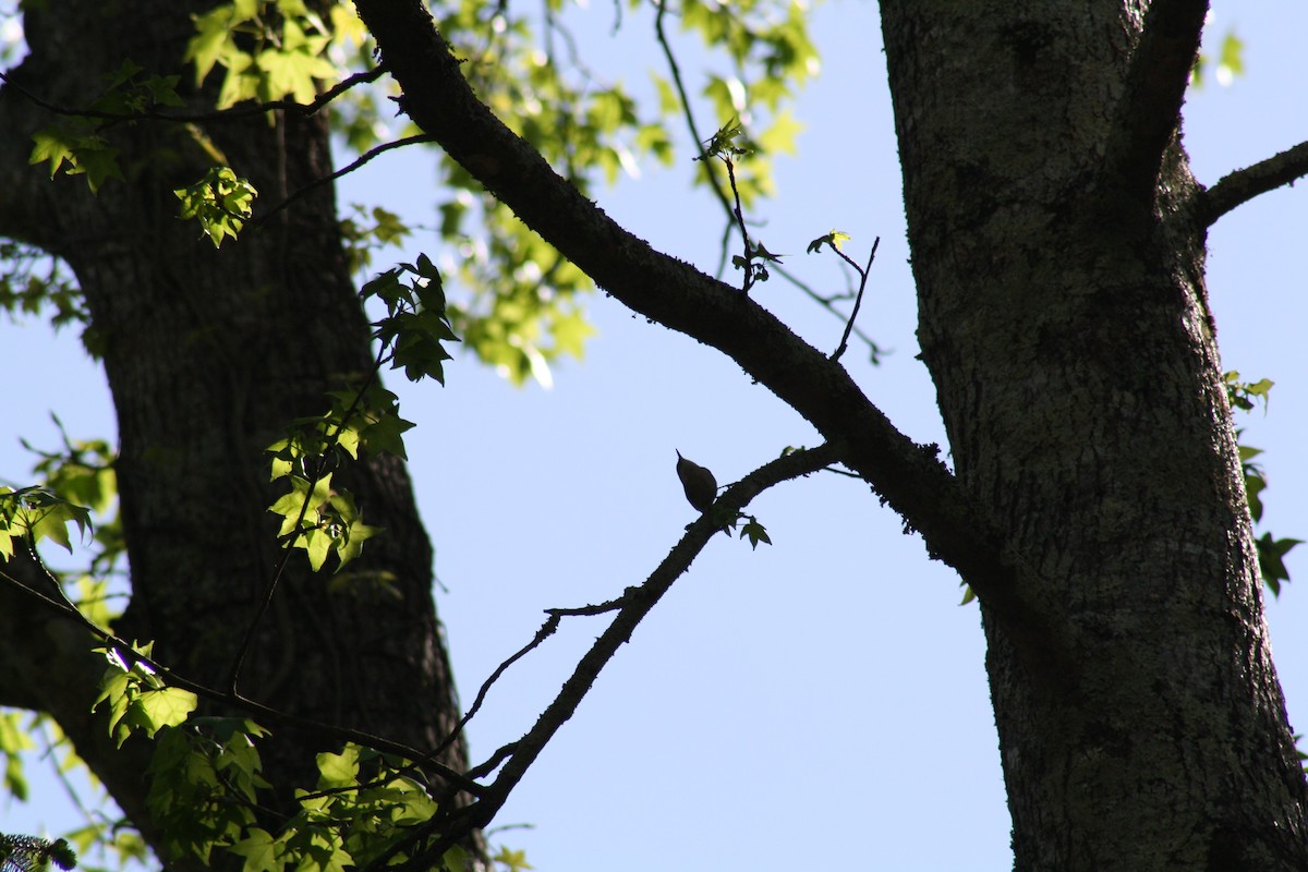 Brown-headed Nuthatch - ML640941111