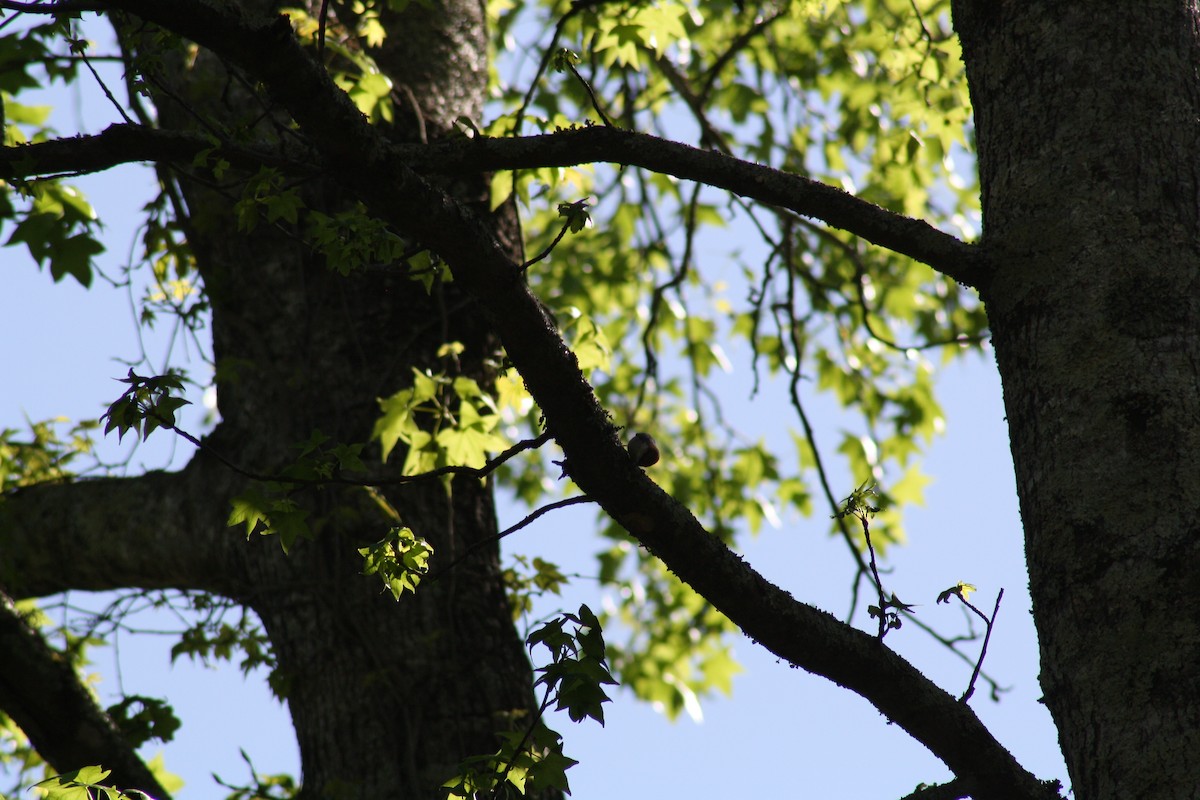 Brown-headed Nuthatch - ML640941112