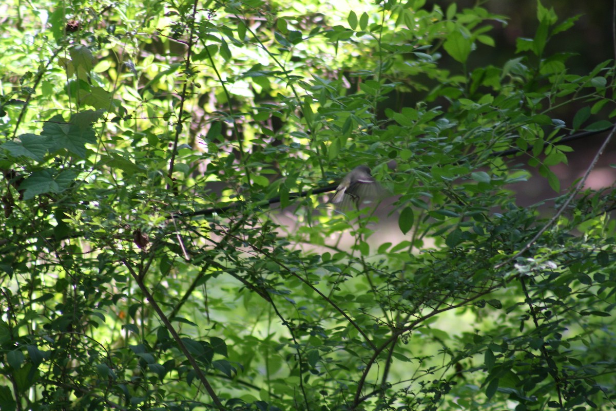 Ruby-crowned Kinglet - ML640941130