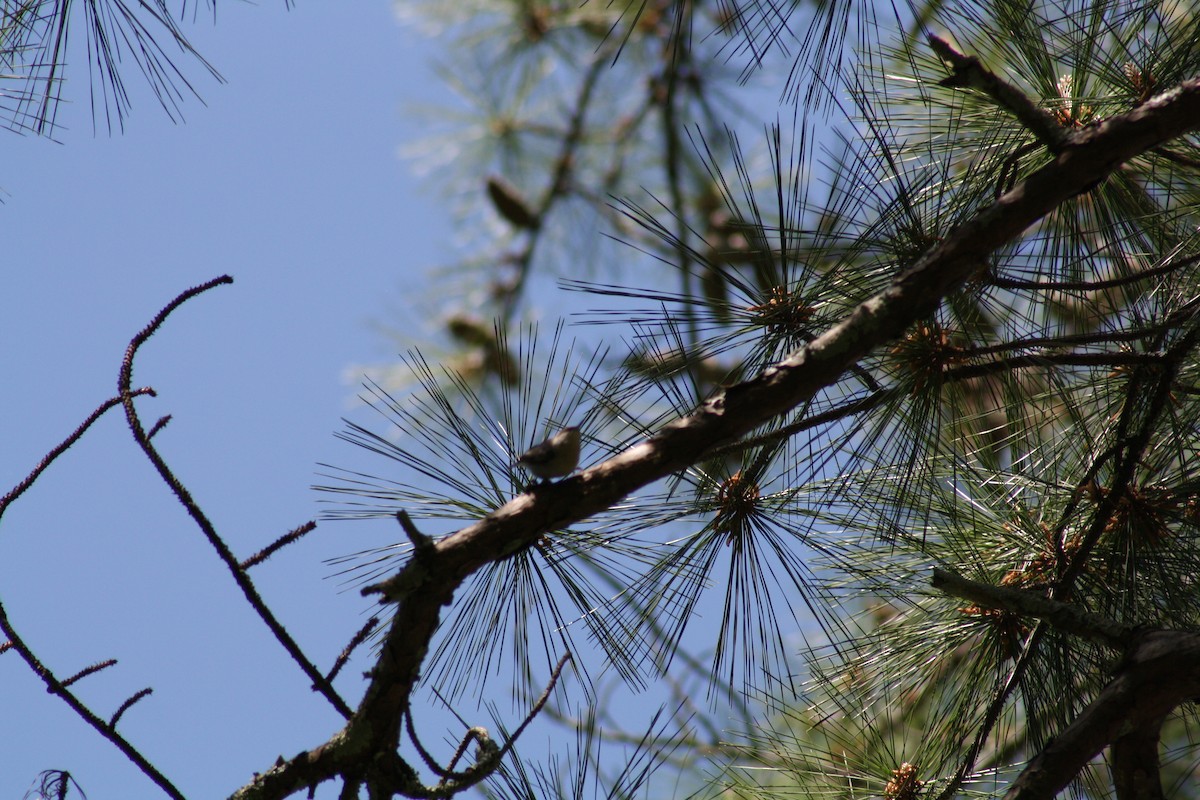 Brown-headed Nuthatch - ML640941180
