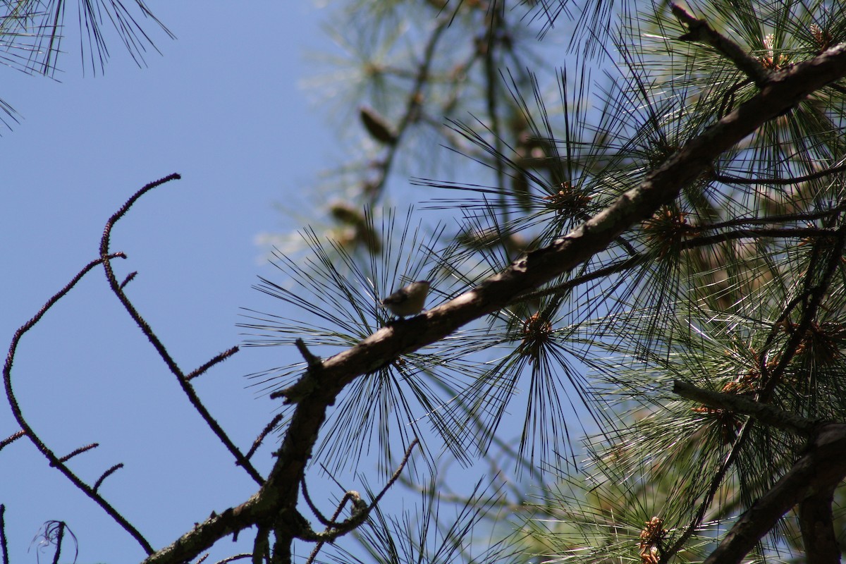 Brown-headed Nuthatch - ML640941184