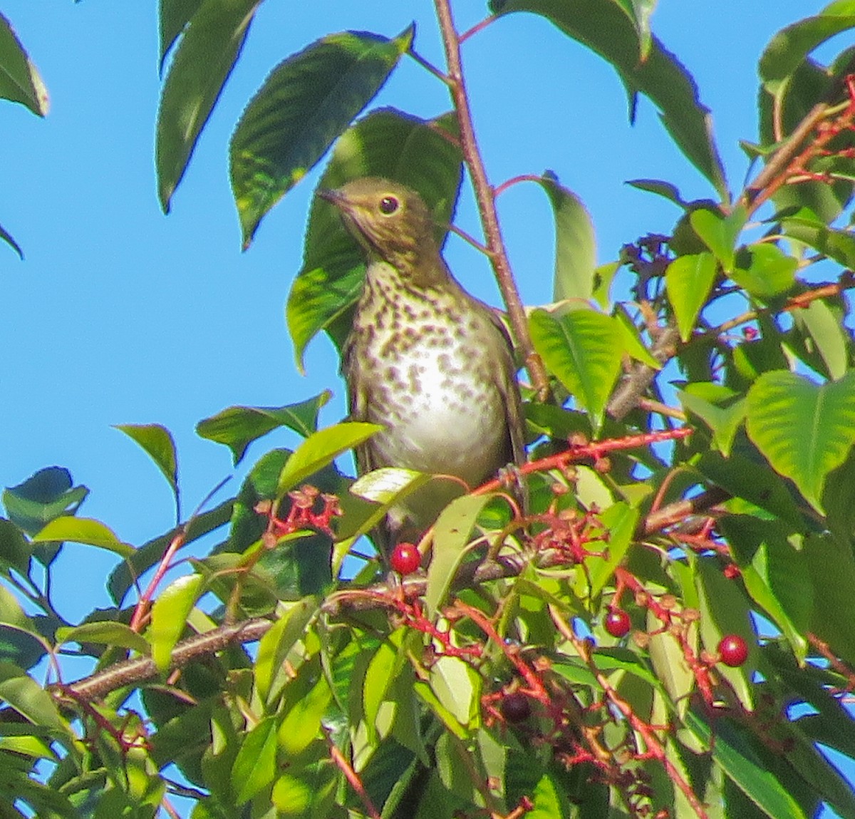 Swainson's Thrush - ML640941217