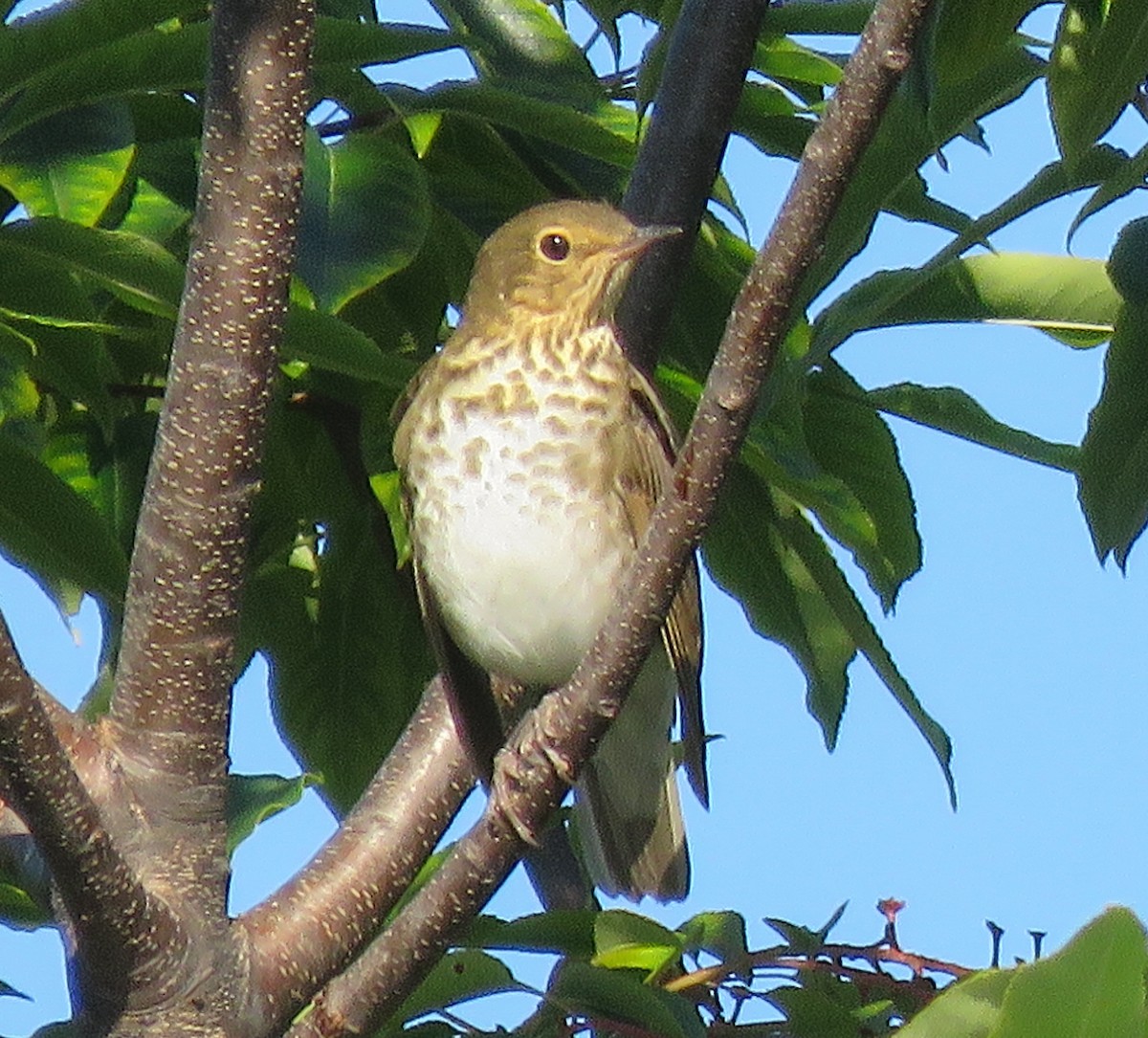 Swainson's Thrush - ML640941218