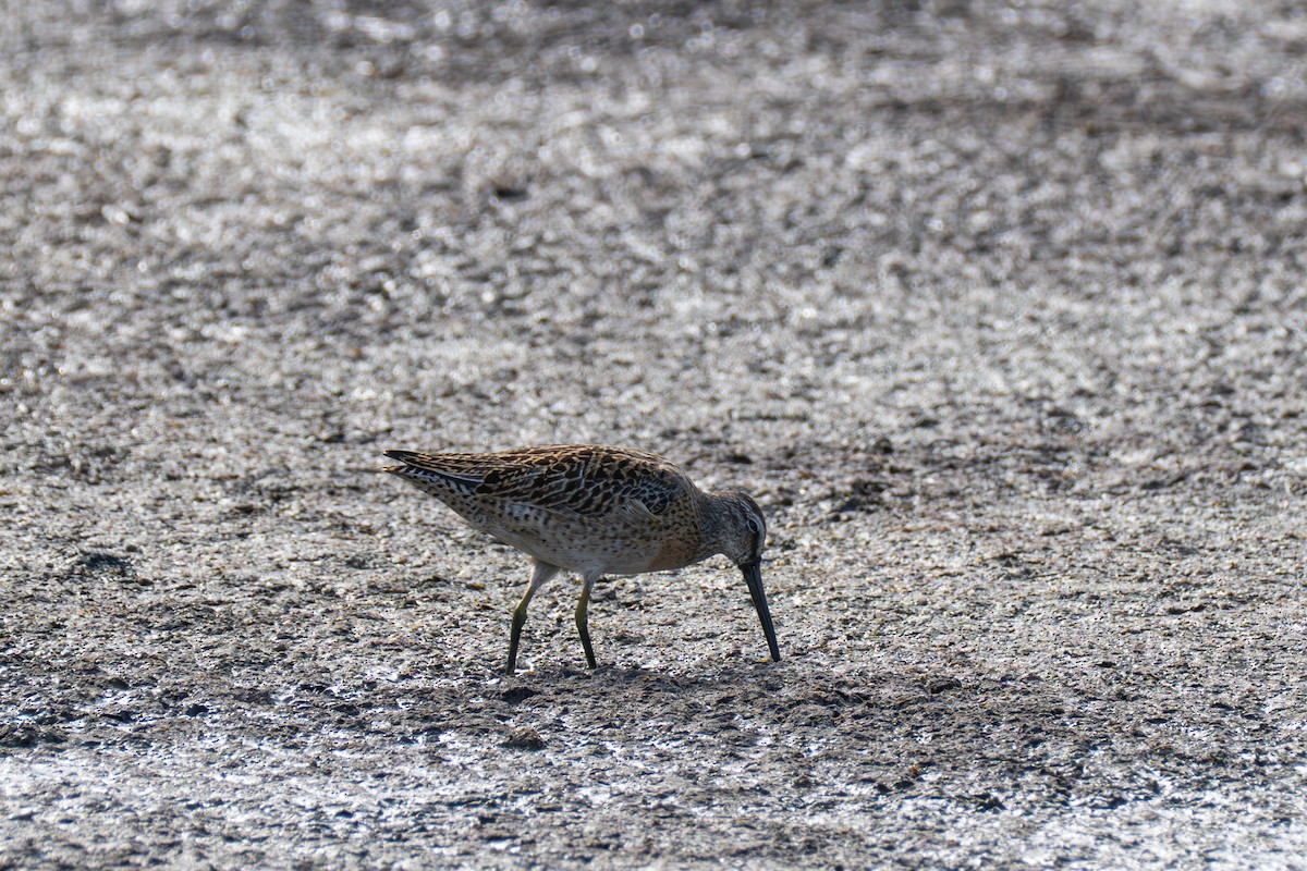 Short-billed Dowitcher - ML640941246