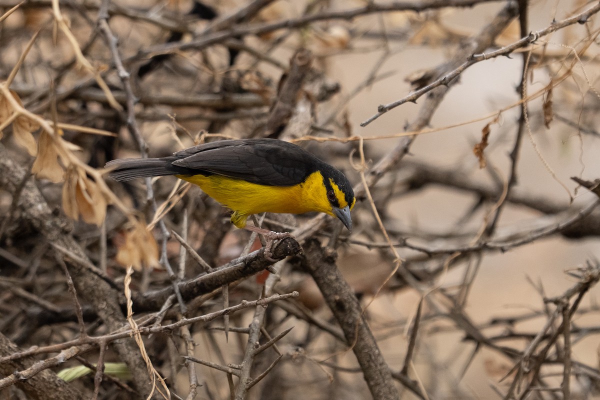 Black-necked Weaver - ML640941256