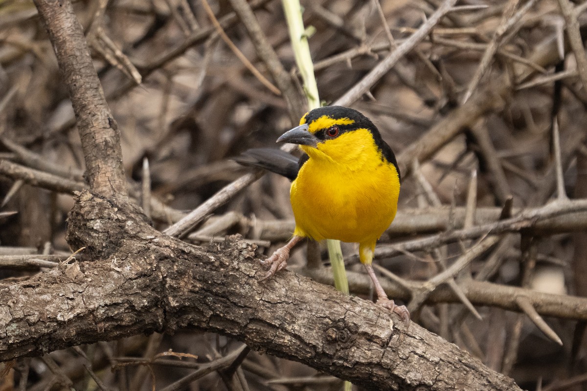Black-necked Weaver - ML640941257