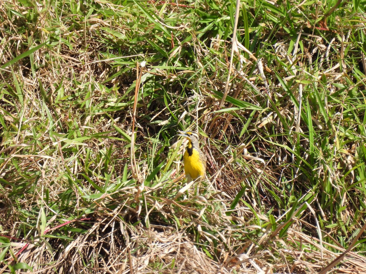 Eastern Meadowlark - ML640941354