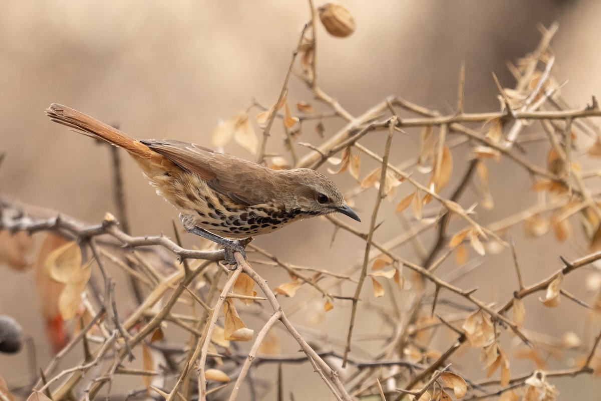 Spotted Morning-Thrush - ML640941366