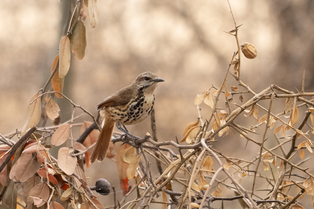 Spotted Morning-Thrush - ML640941367
