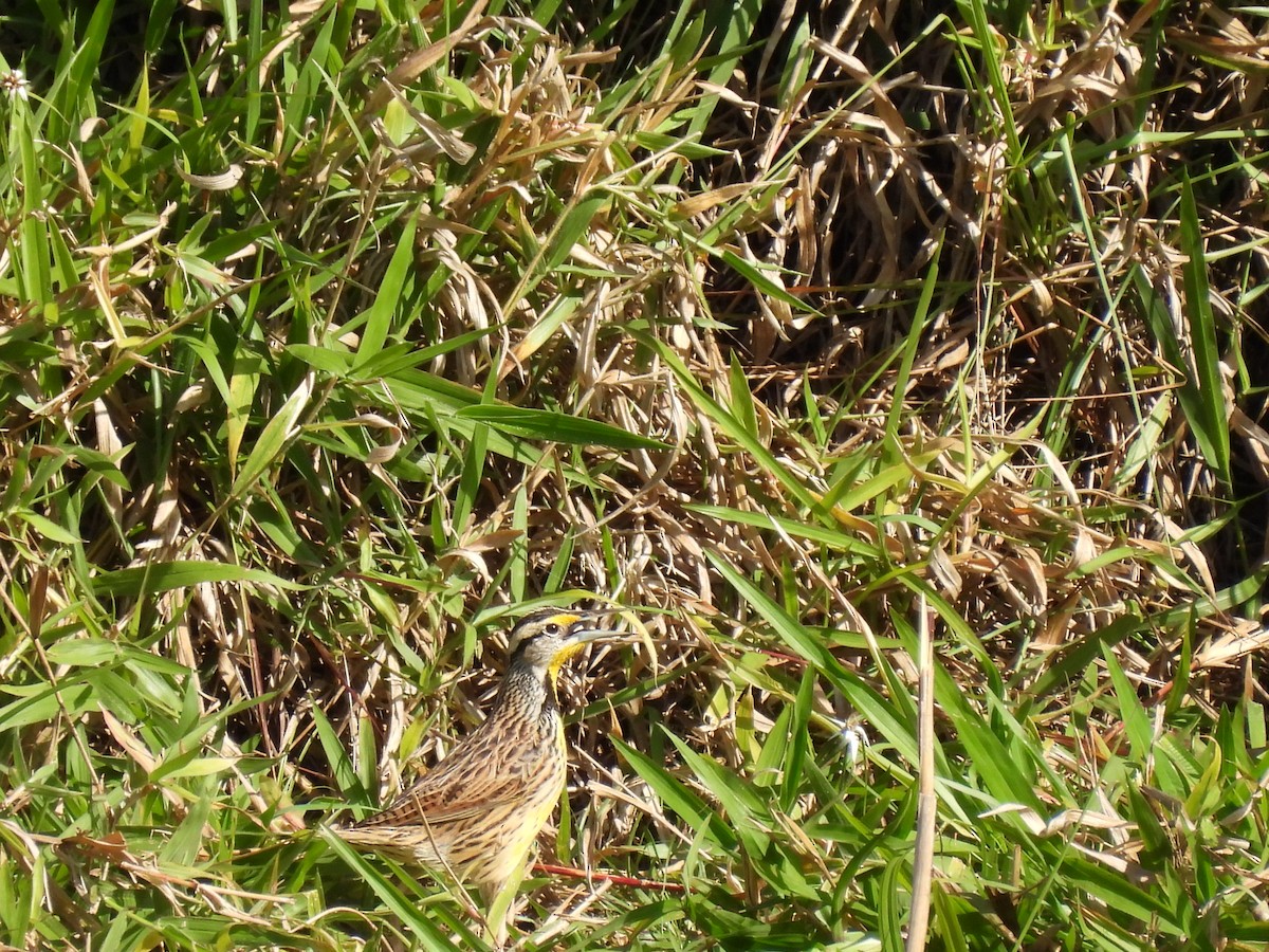Eastern Meadowlark - ML640941370