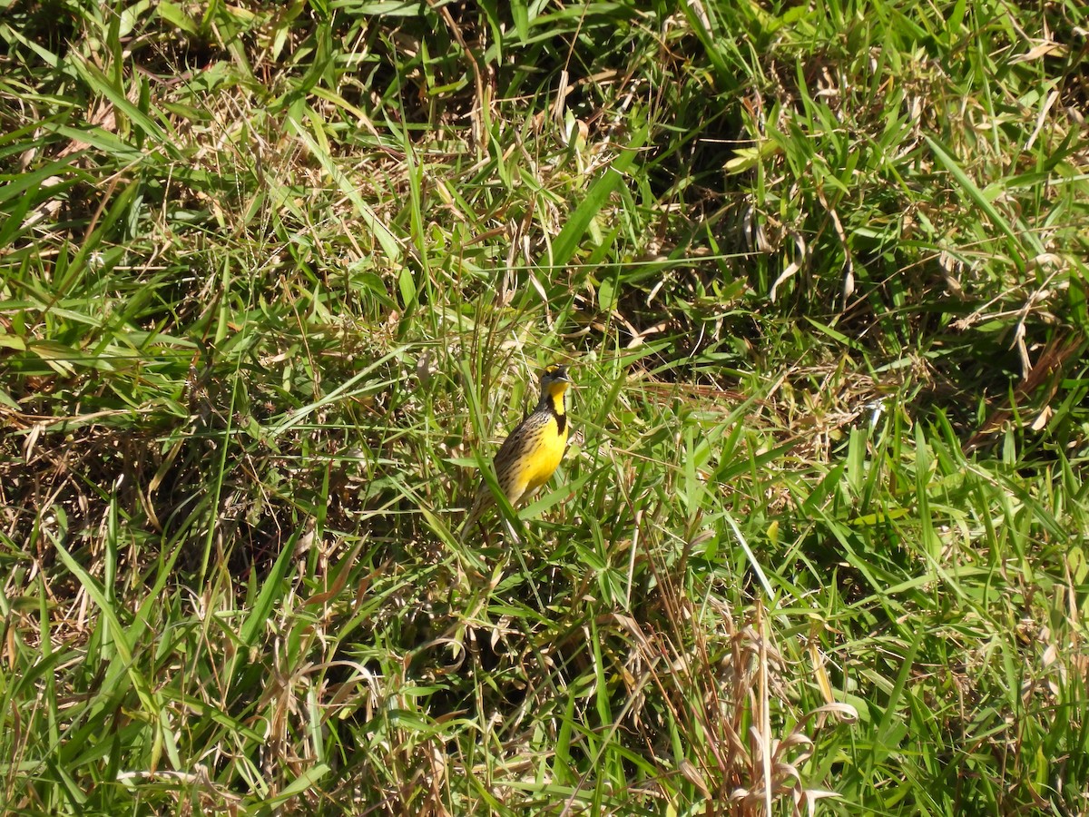 Eastern Meadowlark - ML640941391