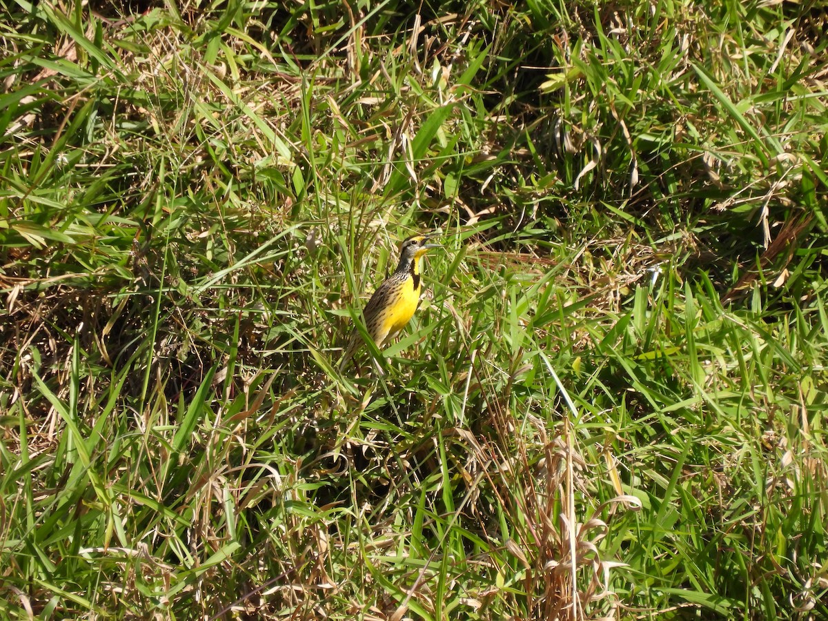 Eastern Meadowlark - ML640941398
