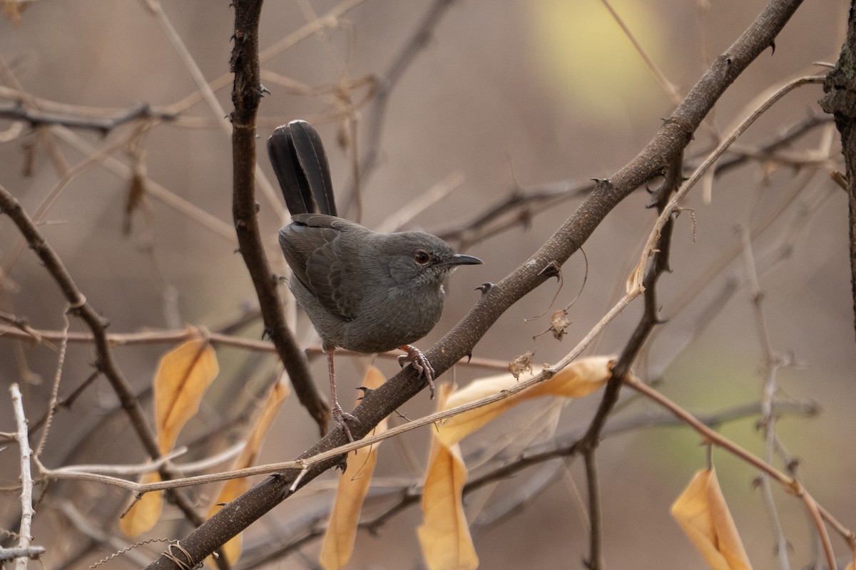 Gray Wren-Warbler - ML640941427