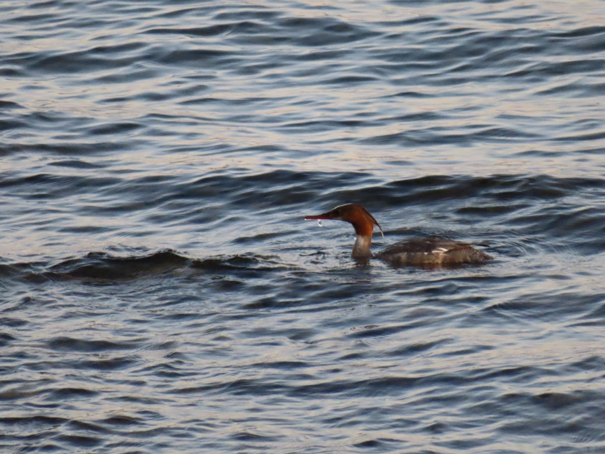 Common Merganser - ML640941450
