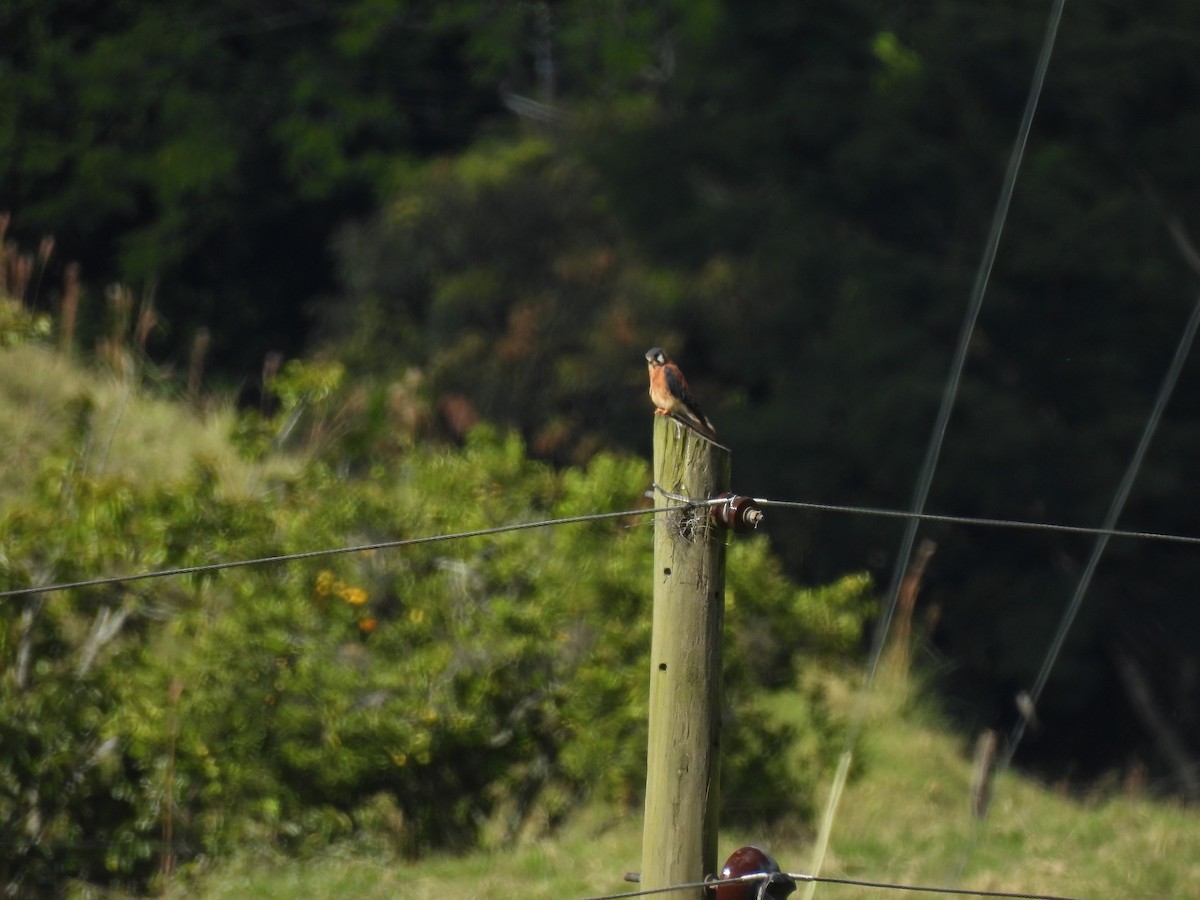 American Kestrel - ML640941451