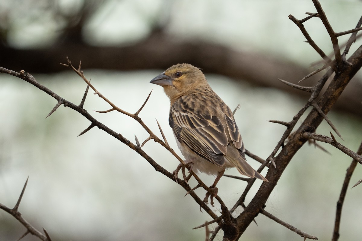 Chestnut Weaver - ML640941459