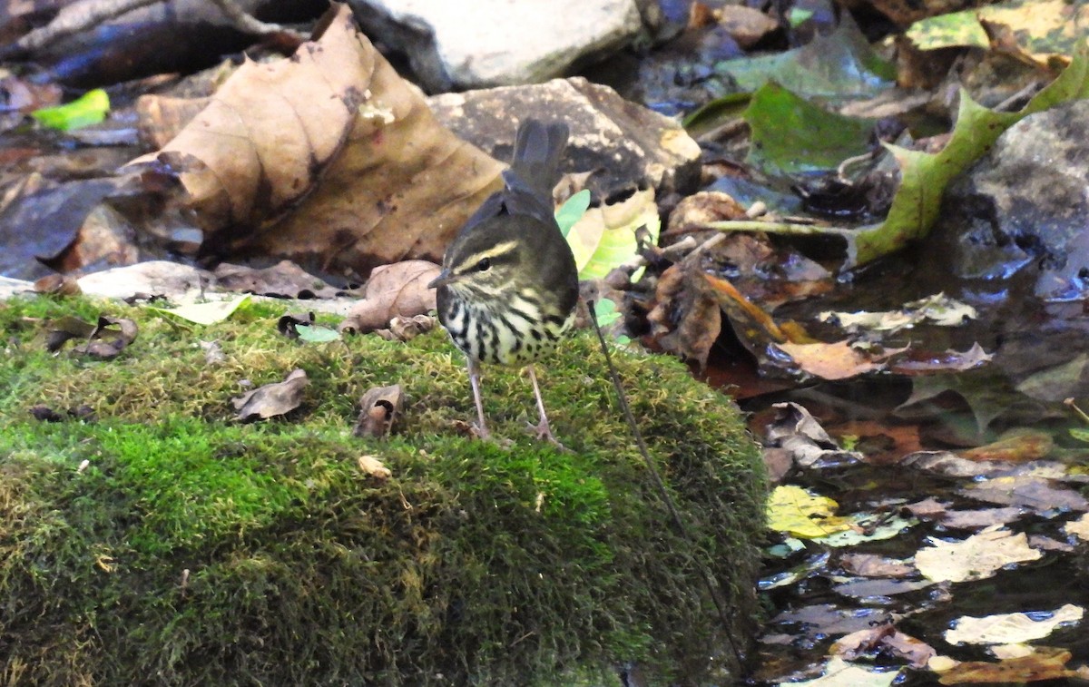 Northern Waterthrush - ML640941555
