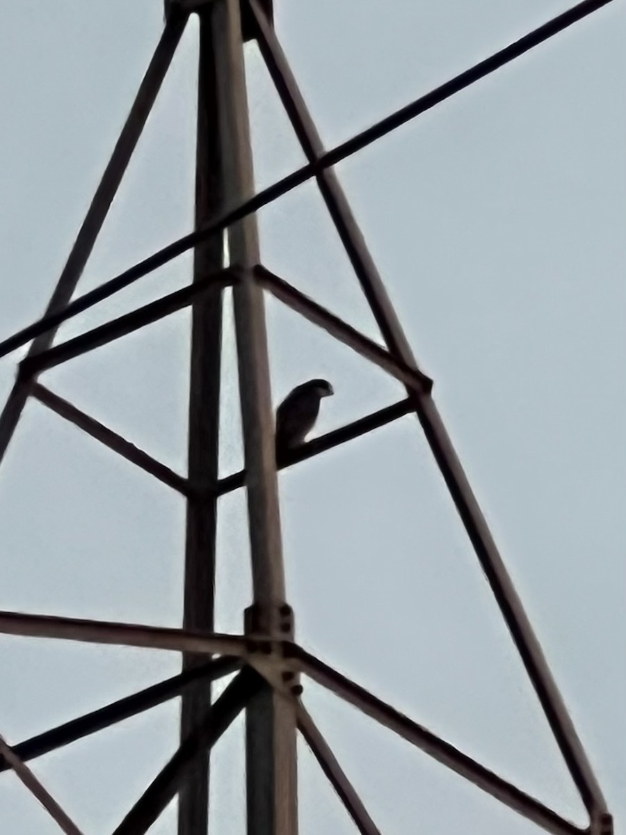 Эгэл шонхор - ML640941573