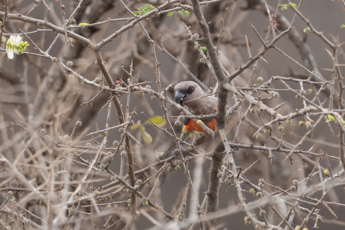 Red-bellied Parrot - ML640941583