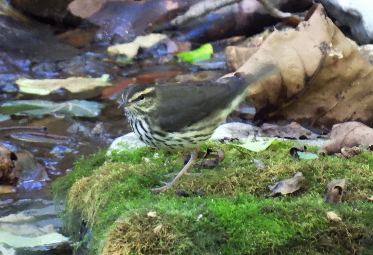 Northern Waterthrush - ML640941594