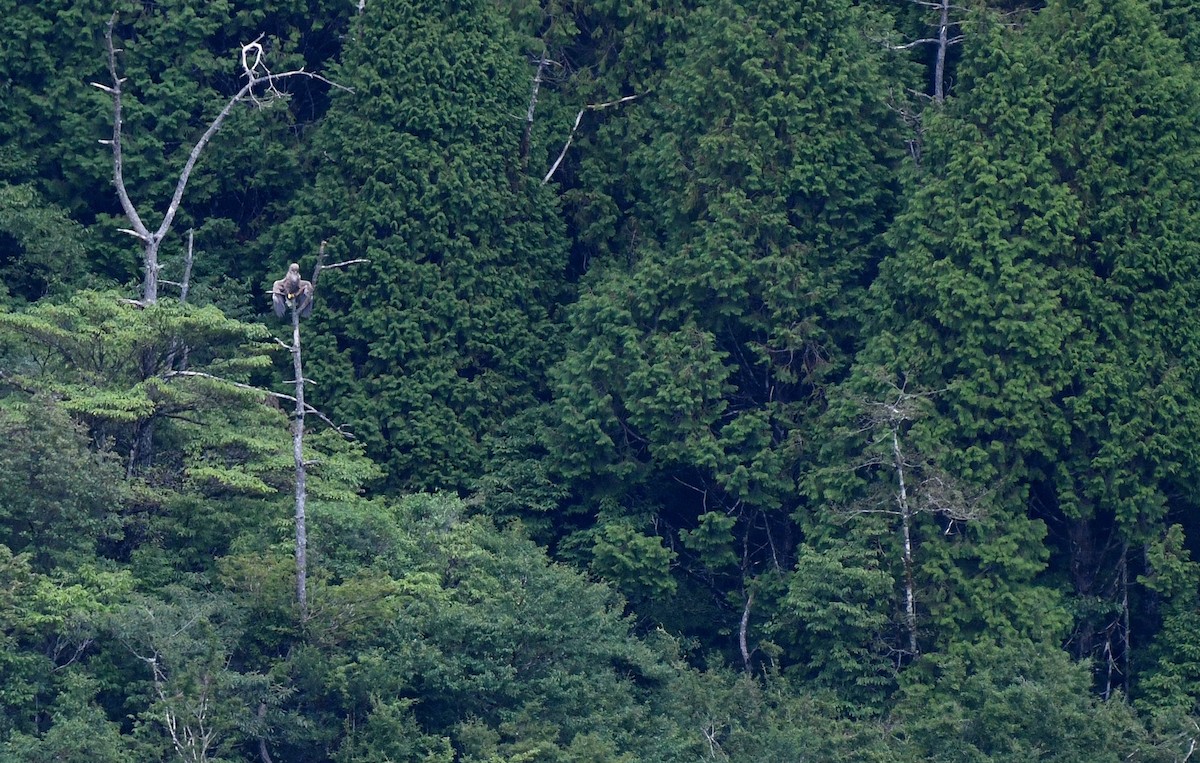 havørn - ML640941639