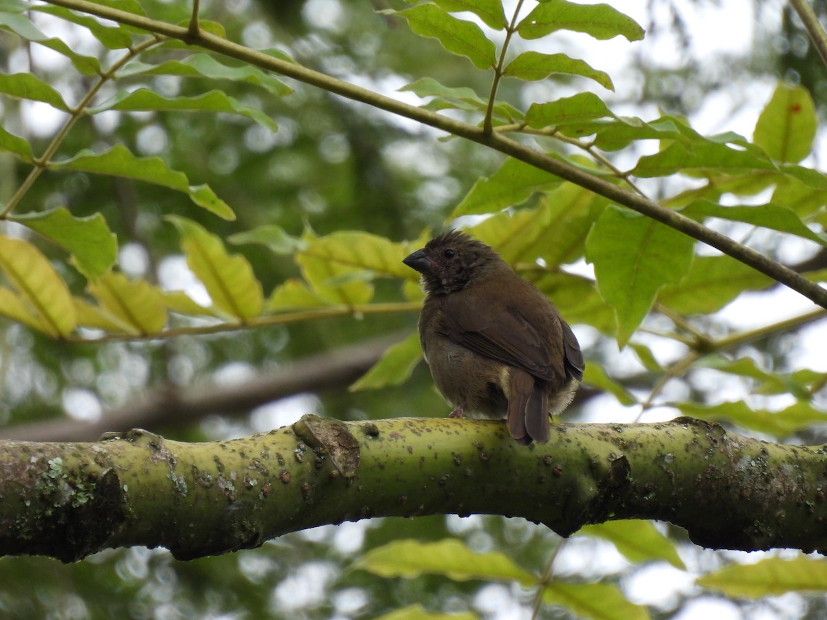 Dull-colored Grassquit - ML640941644