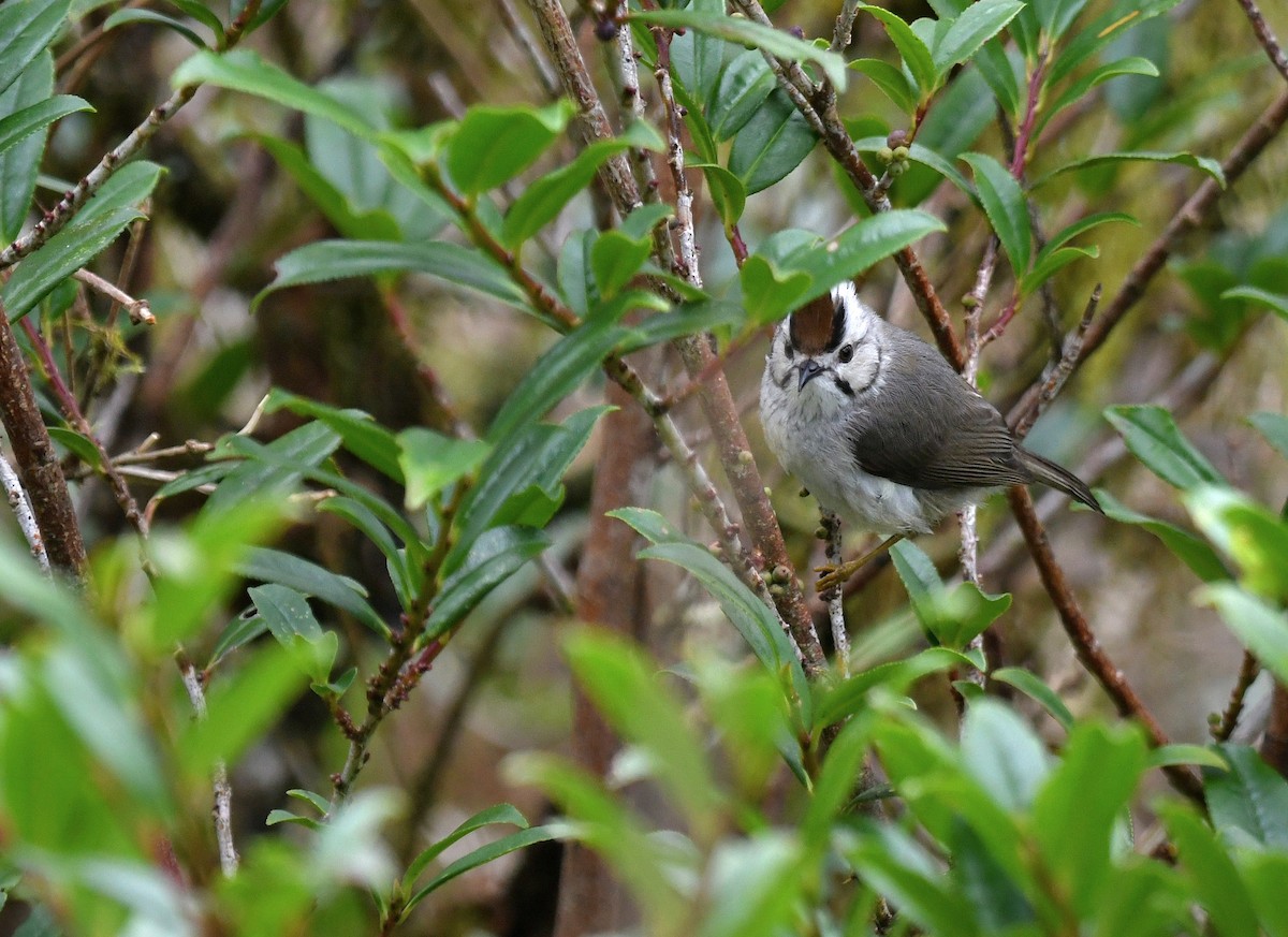 hvitkinnyuhina - ML640941654