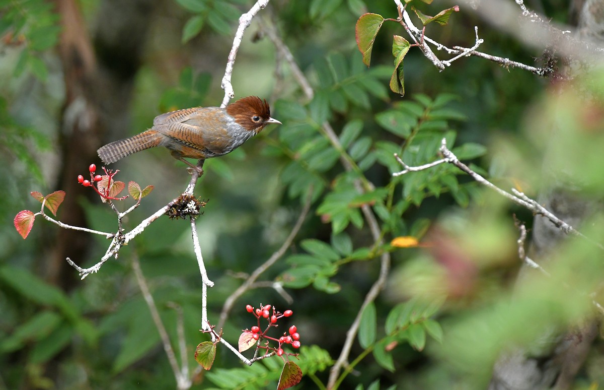 brunhodegittervinge - ML640941660