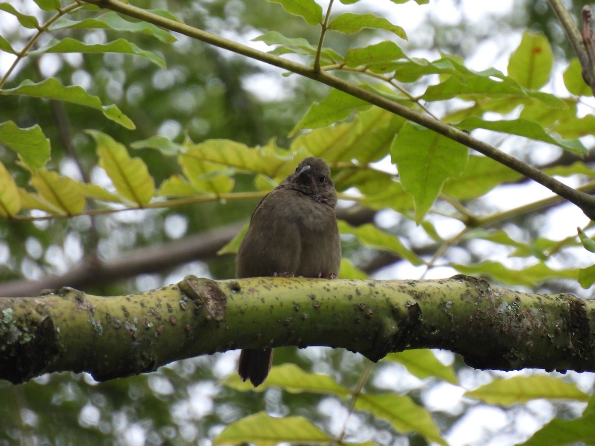 Dull-colored Grassquit - ML640941661