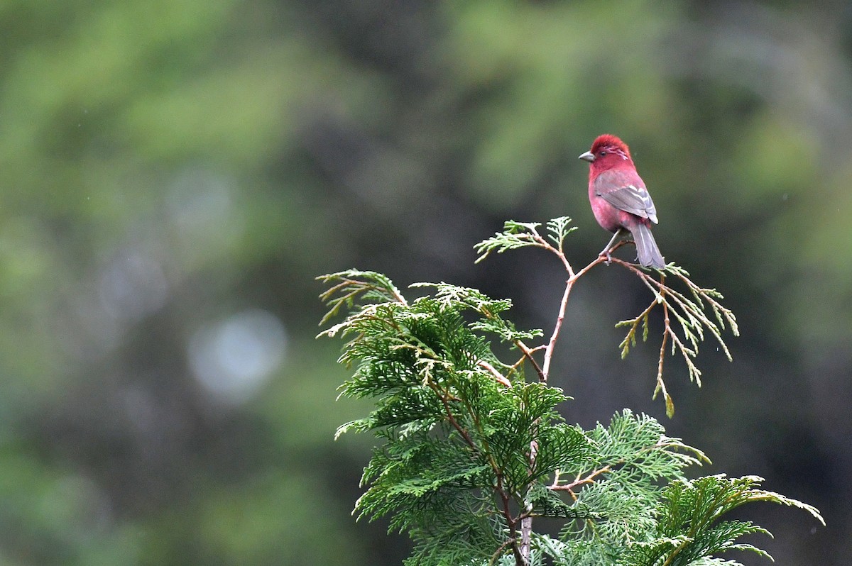 taiwanrosenfink - ML640941666