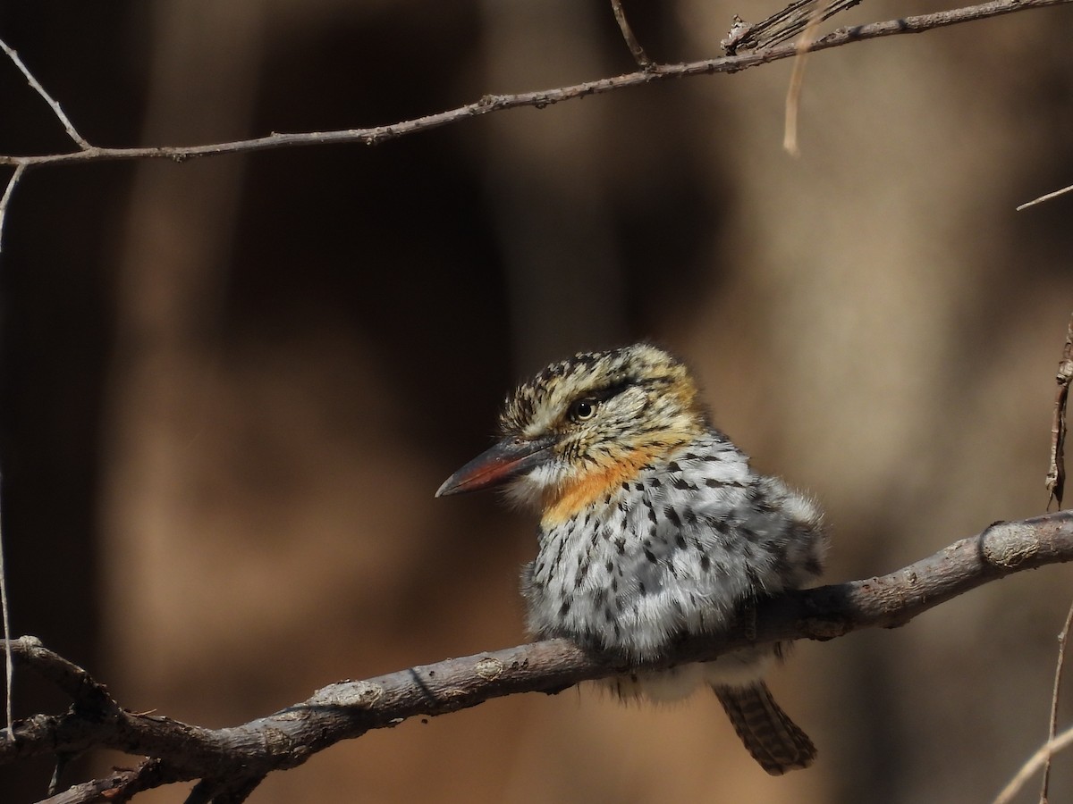 Spot-backed Puffbird - ML640941690