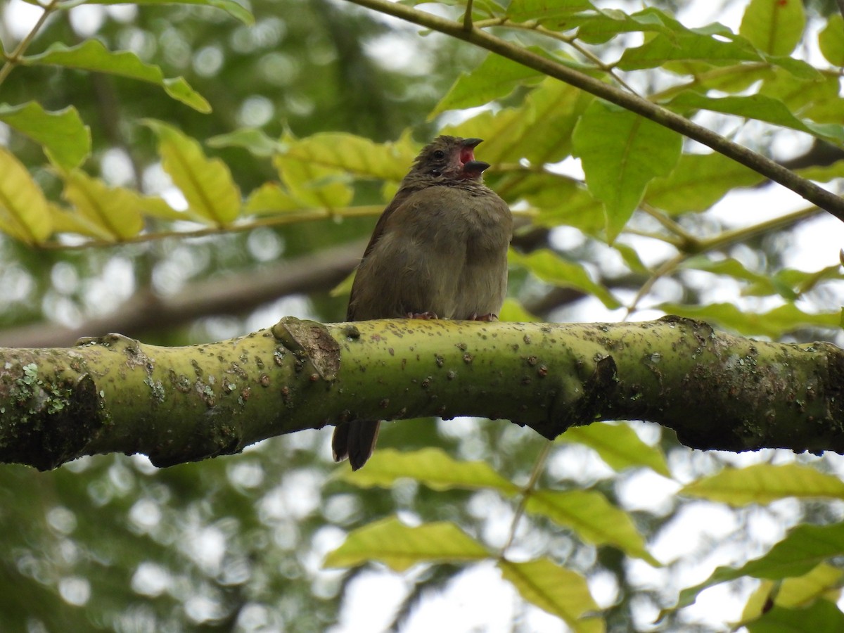 Dull-colored Grassquit - ML640941718