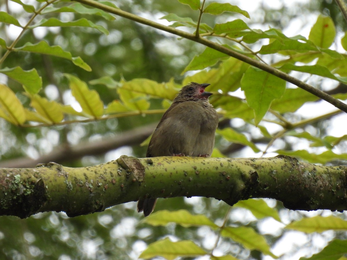 Dull-colored Grassquit - ML640941726