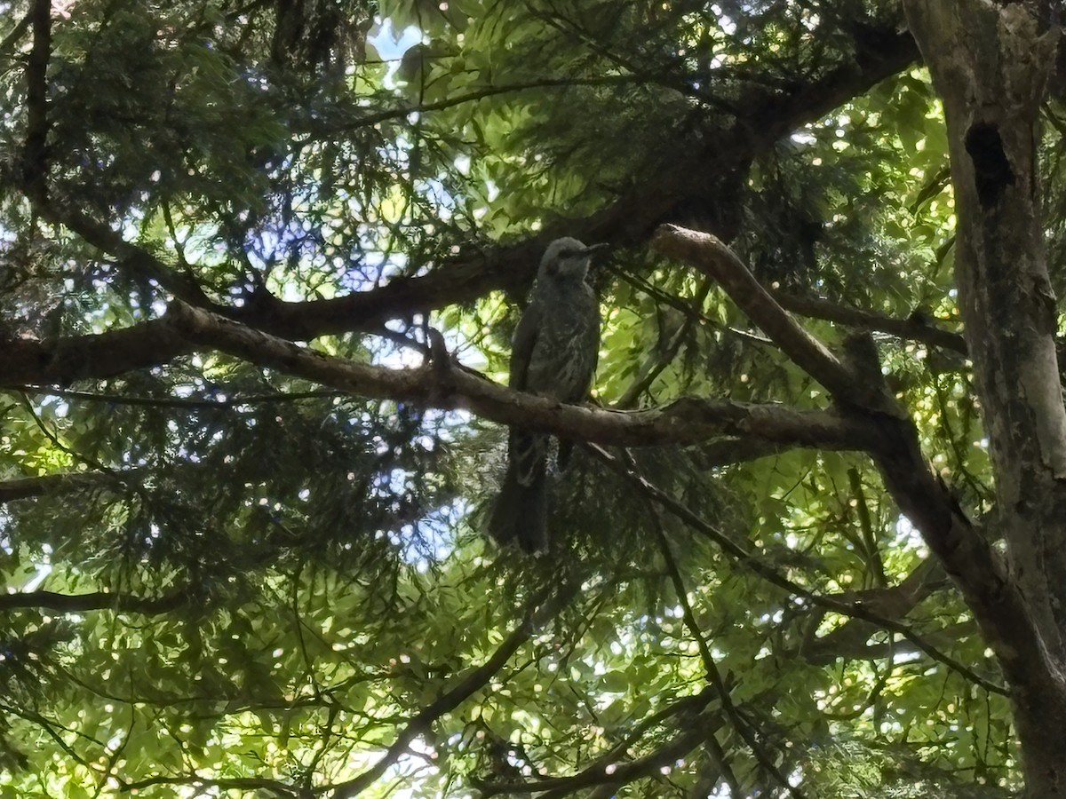 Kestane Kulaklı Arapbülbülü - ML640941766