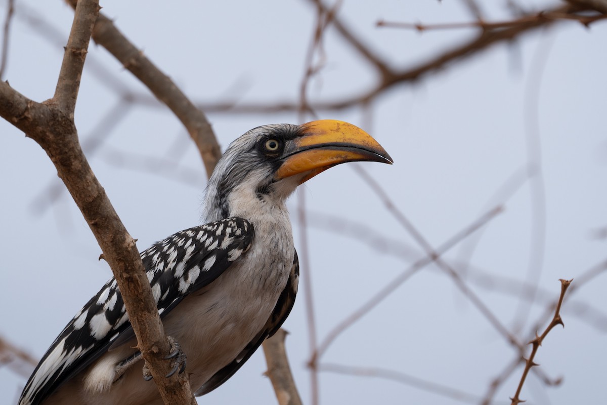 Eastern Yellow-billed Hornbill - ML640941787