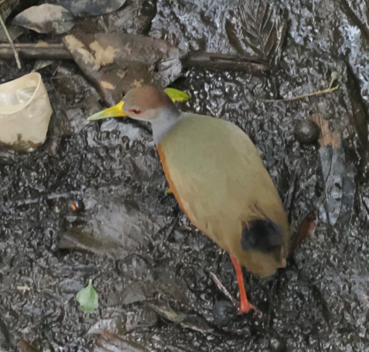 Gray-cowled Wood-Rail - ML640941788