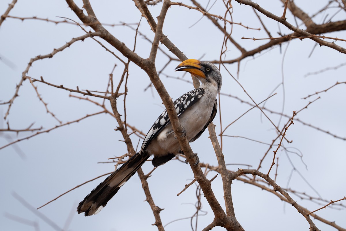 Eastern Yellow-billed Hornbill - ML640941789