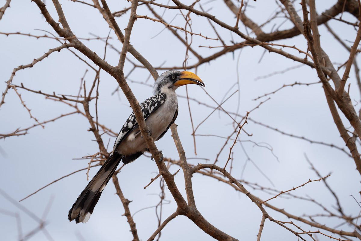 Eastern Yellow-billed Hornbill - ML640941790