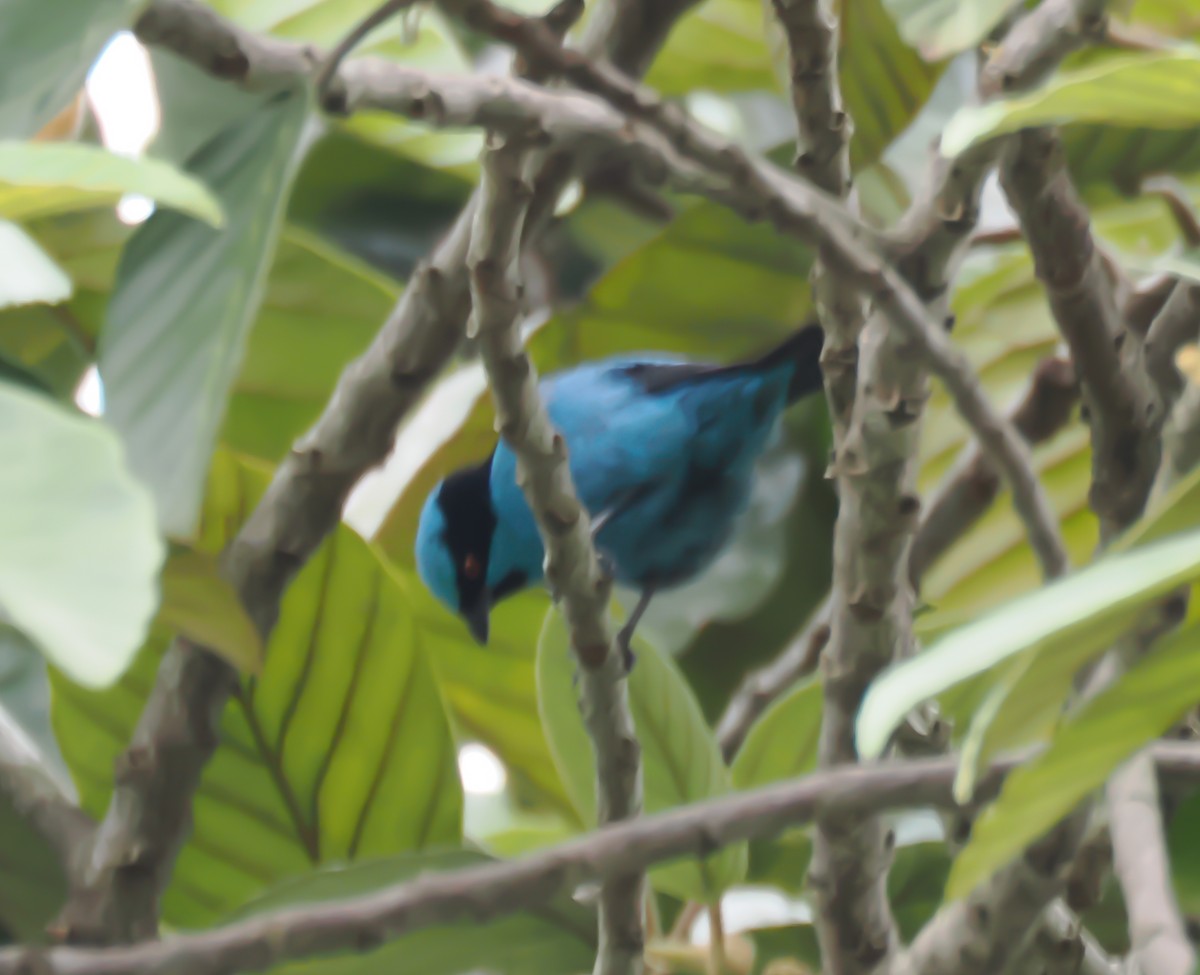 Turquoise Dacnis - ML640941797