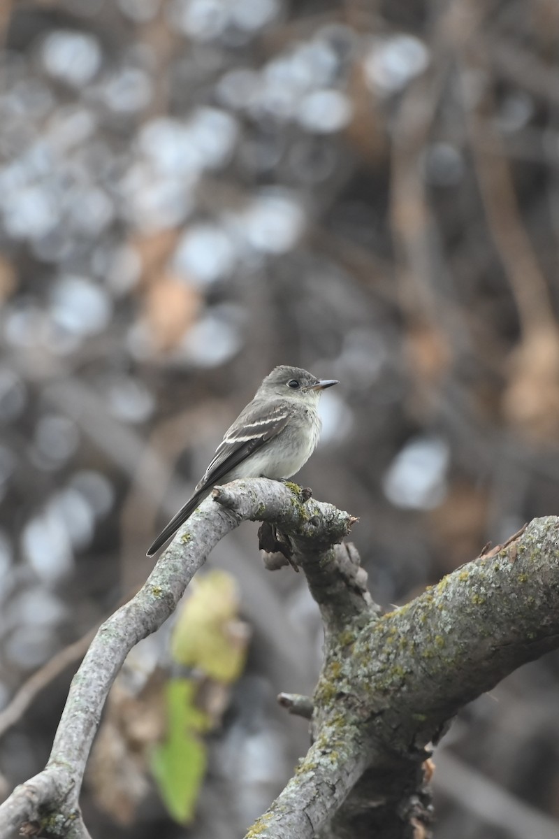 Eastern Wood-Pewee - ML640941799