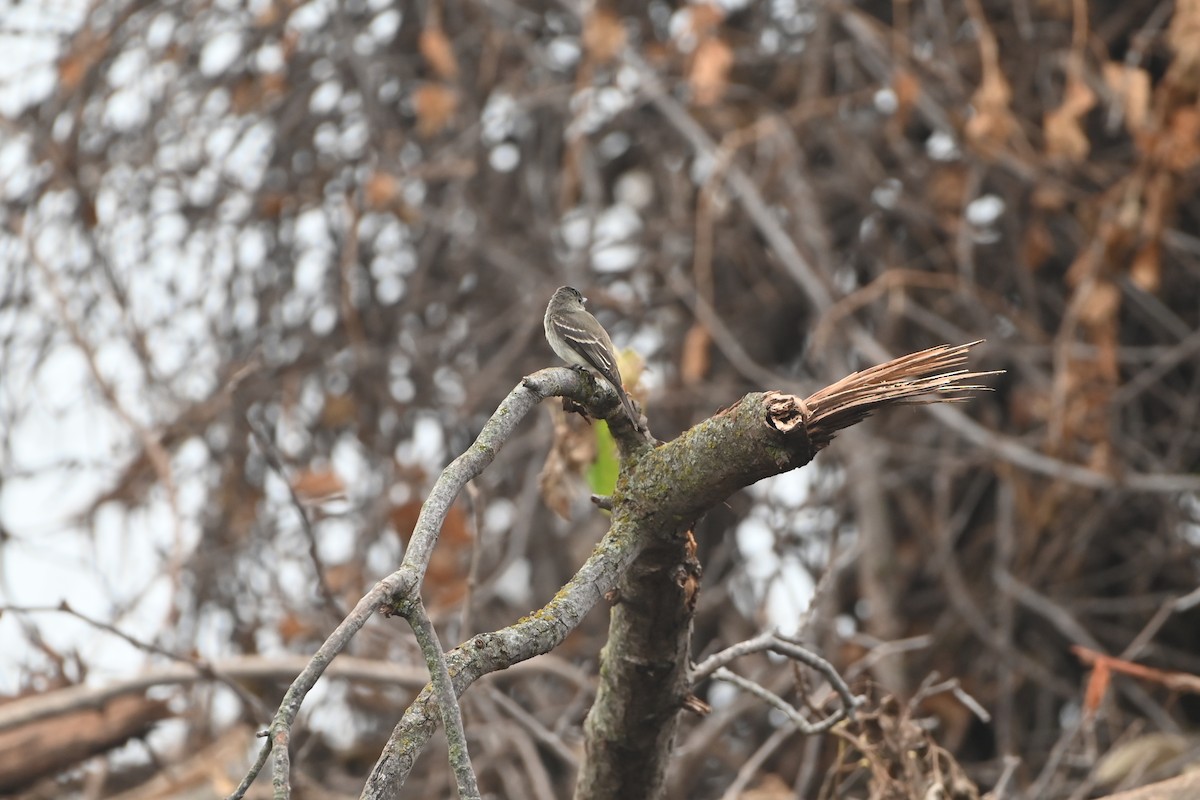 Eastern Wood-Pewee - ML640941800
