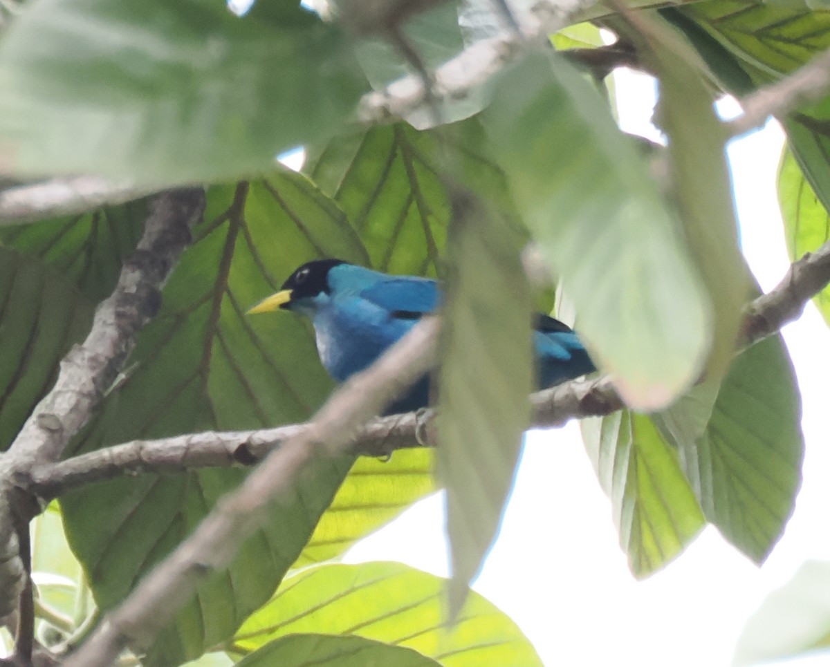 Green Honeycreeper - ML640941801