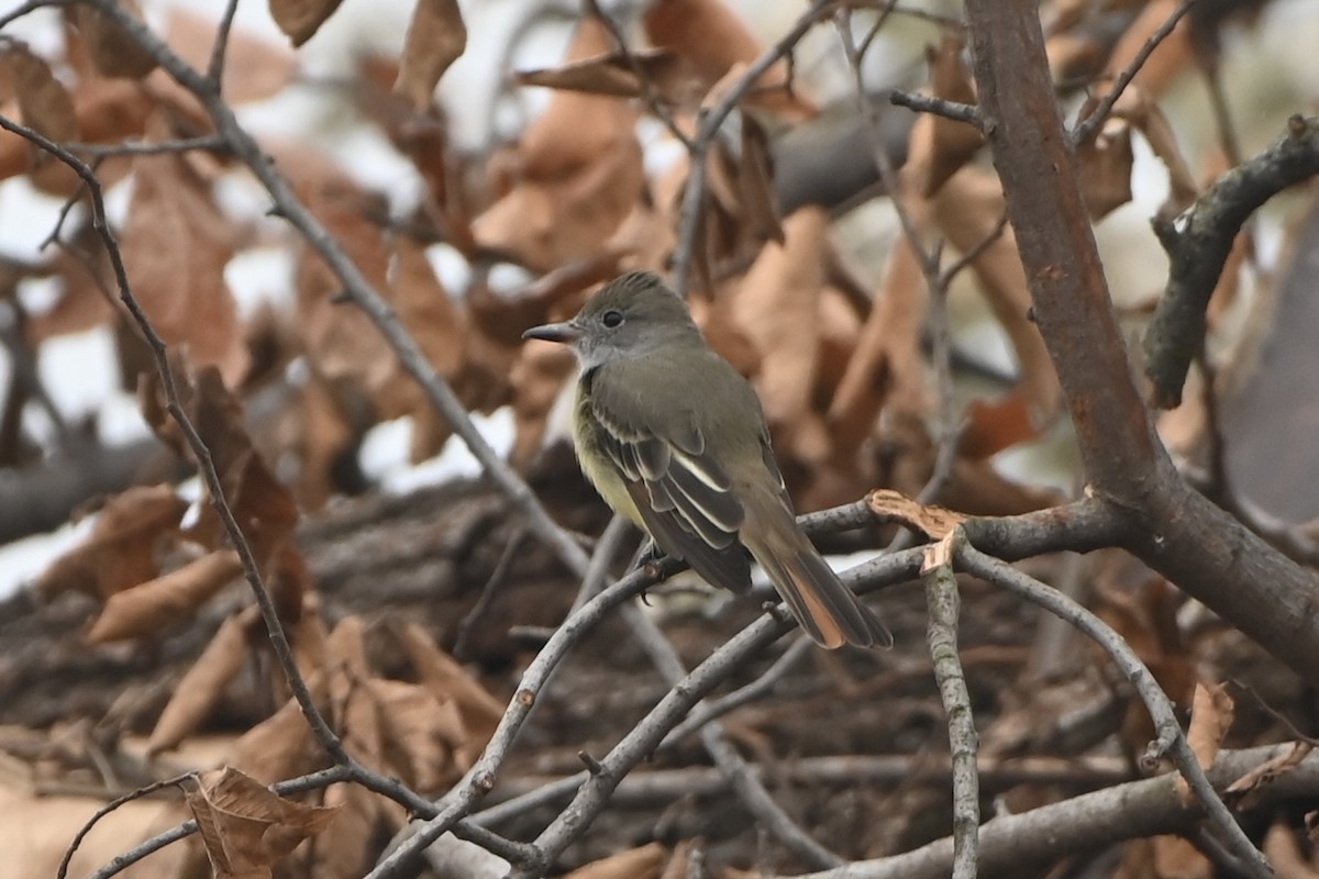 Great Crested Flycatcher - ML640941810