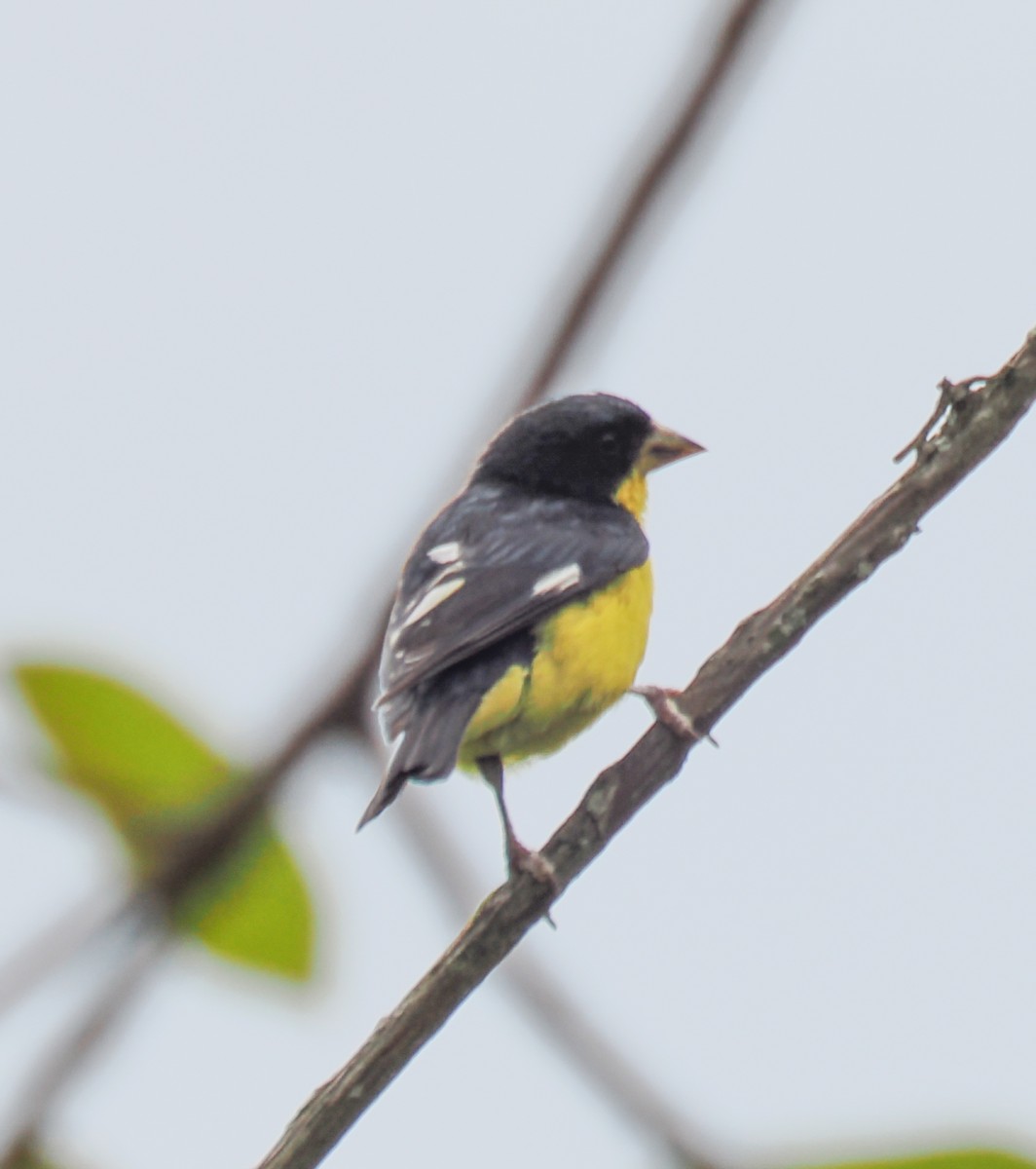 Lesser Goldfinch - ML640941811