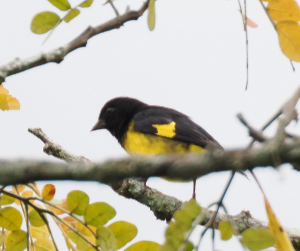 Yellow-bellied Siskin - ML640941812