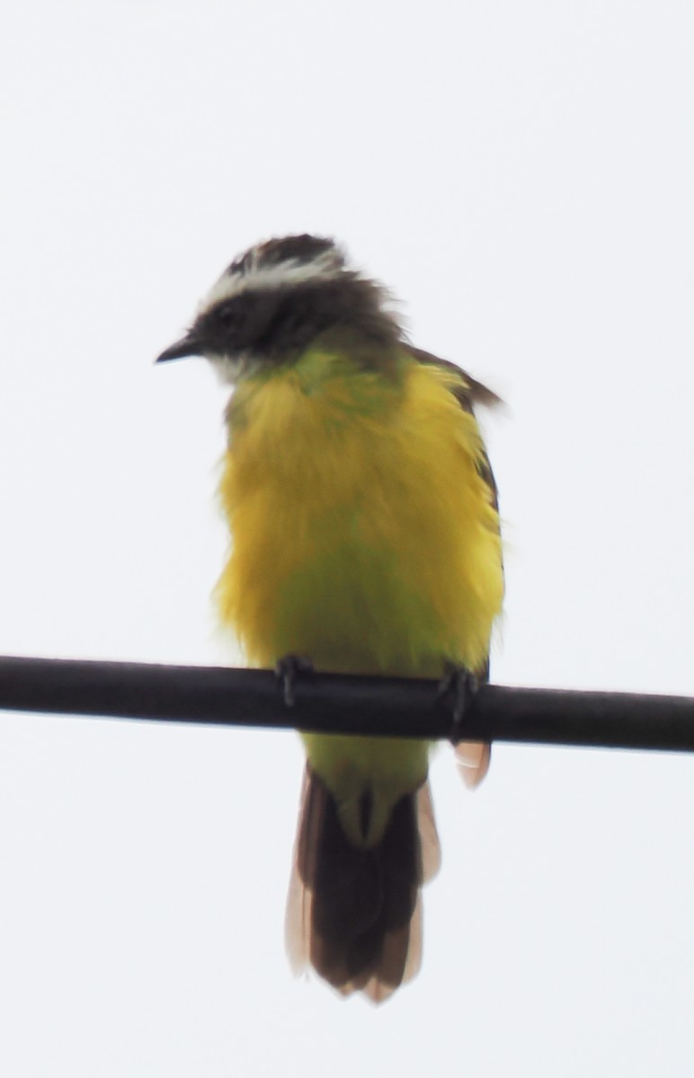 Rusty-margined Flycatcher - ML640941827