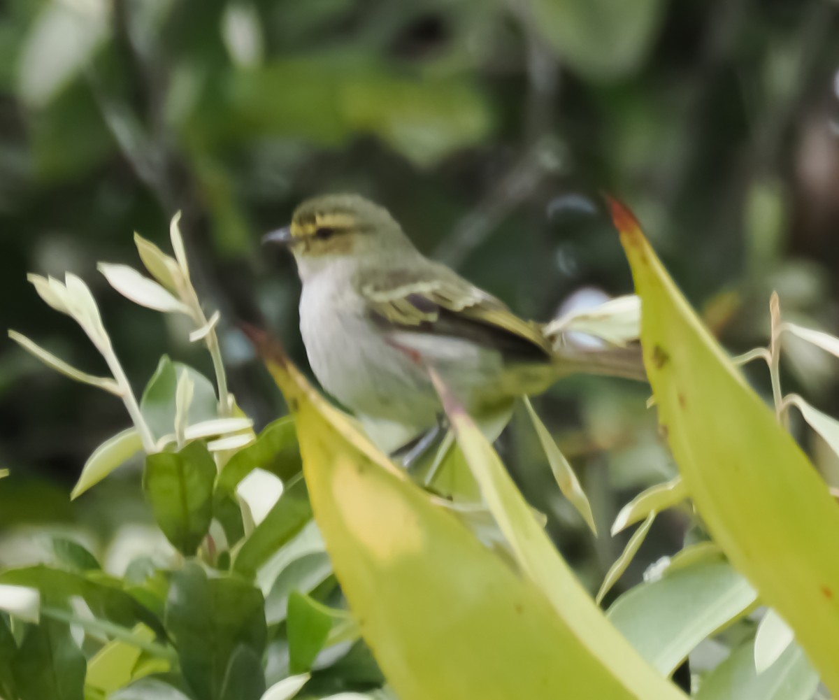 Golden-faced Tyrannulet - ML640941829